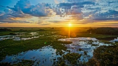 Nascer do sol no Pantanal, Brasil