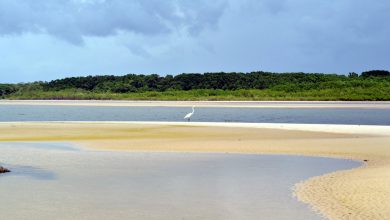 Praia fluvial localizada na ilha de Marajó com uma garça no centro