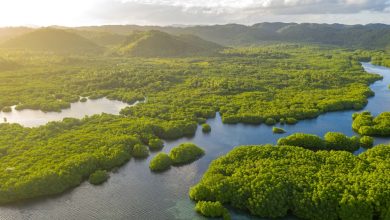 Arquipélago de Anavilhanas, floresta amazônica inundada no Rio Negro, Amazonas, Brasil. Visão aérea do drone